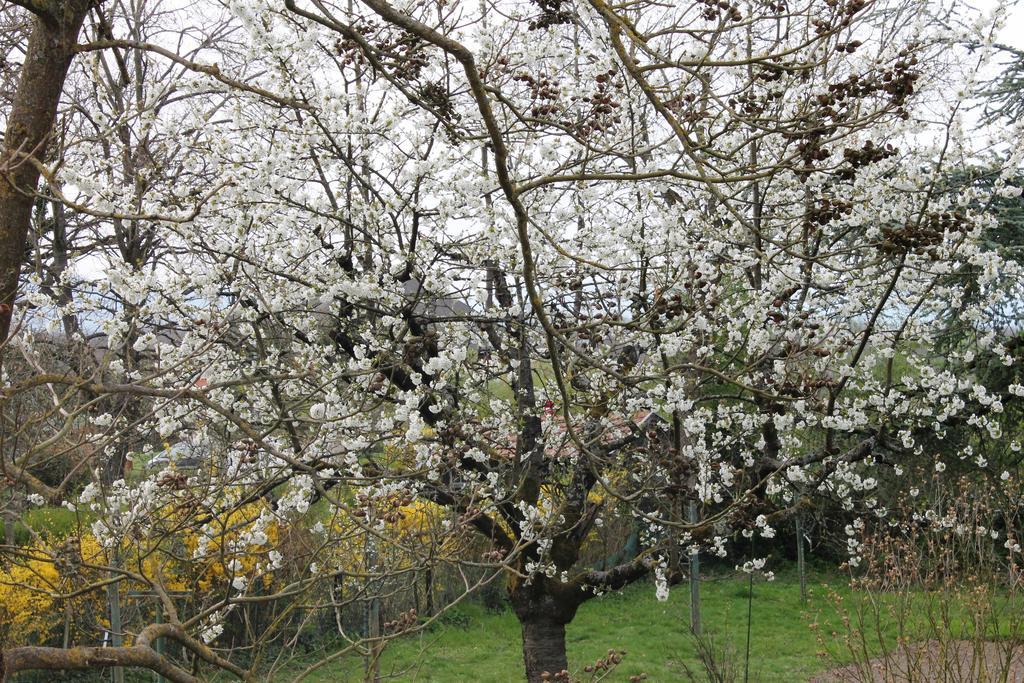 Aux Berges De La Thur Staffelfelden Kültér fotó